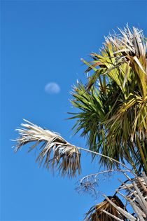 Fächerpalme, mit Mond im Hintergrund ! by assy