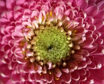 die Mitte der Gerbera by assy