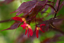 Dreams of future in a red universe von sternbild