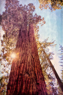 Ancient of Days by John Bailey