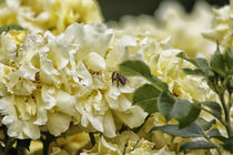 Gelbe Rosen mit Biene von Petra Dreiling-Schewe