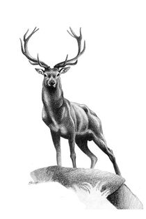All Muscle - Red Stag von Patricia Howitt