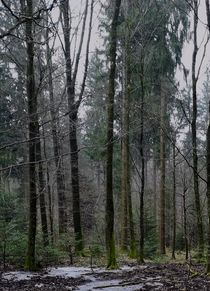 Winterwald von Maria Wald