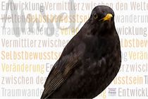 Amsel - Die Weltenmittlerin von Astrid Ryzek