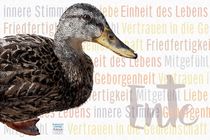 Ente - Einheit des Lebens von Astrid Ryzek