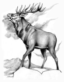 The Challenge Stag by Patricia Howitt