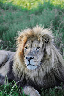 Löwen Männchen 8080 von thula-photography
