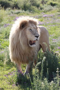 Weisses Löwen Männchen 7926 von thula-photography
