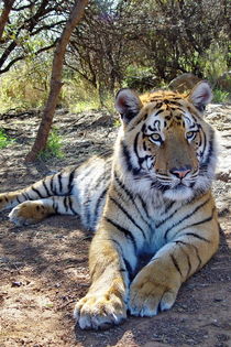 Tiger ruht sich aus 2649 von thula-photography