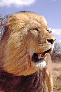 Lion King 5079 von thula-photography