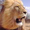 Lion-king-5079