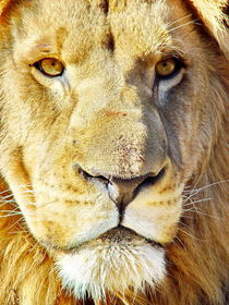 Lion Male Portrait 2528 von thula-photography