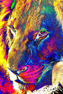Lion Portrait POP thula-art 2520 by thula-photography