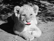Löwen Baby CK 2499 von thula-photography
