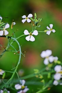 Radieschenblüte... by loewenherz-artwork