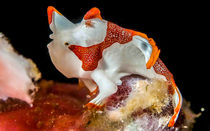 Clown Frogfish by Sascha Caballero