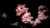 Pygmy Seahorse by Sascha Caballero