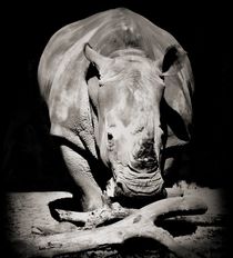 Rhinoceros Portrait von O.L.Sanders Photography