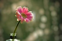 Gerbera by Claudia Evans