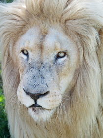 Weisses Löwen Männchen Portrait 33033 von thula-photography