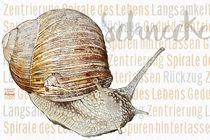 Weinbergschnecke - in der Spirale des Lebens von Astrid Ryzek