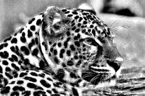 Digital Painting Leopard von kattobello