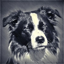 Digital Painting Border Collie 1 von kattobello