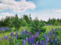 Wild lupins von Andrei Grigorev