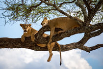 Tree climbing lions by Pieter Tel