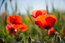 Poppy in the field von Pieter Tel