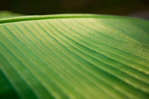 Banana Leaf von Pieter Tel