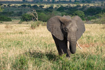 African elephant on the savannah by Pieter Tel