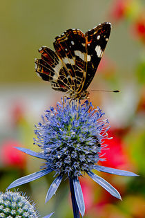 Butterfly - Landkärtchen von Chris Berger