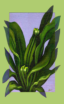 Birds Nest Fern by Patricia Howitt