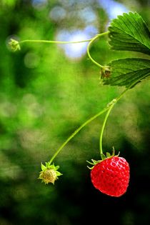 Erdbeerzeit    -   Strawberry time von Claudia Evans