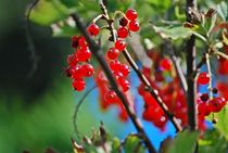 rote Johannisbeeren... von loewenherz-artwork