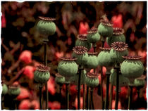in the evening light - poppy capsules von Chris Berger