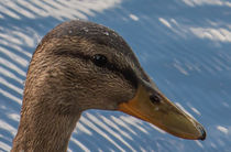 Ente vor dem Teich by Thomas Sonntag