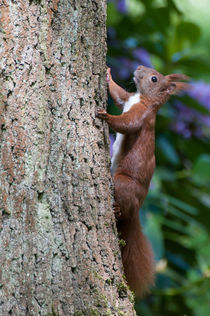 Eichhörnchen vor einem Rhododendronbusch von Thomas Sonntag