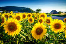 Sunflower under the Hainburg castle von Zoltan Duray