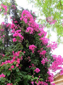 Pink flower trees in Nicosia, Cyprus von ambasador