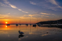 Sonnenaufgang vor Hemmenhofen mit Schwan - Halbinsel Höri - Bodensee von Christine Horn