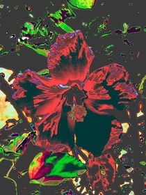 Hibiskus  Flower by Cornelia Guder
