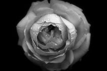 Silver Rose von CHRISTINE LAKE