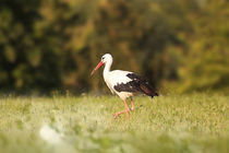 Der Storch by Anja Foto Grafia