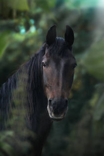 Portrait eines Friesen by Anja Foto Grafia