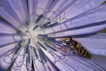 Gewöhnliche Langbauchschwebfliege in einer Blüte von Björn Knauf