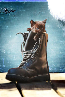 Kitten in the boot. von Anja Foto Grafia