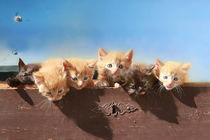 Kitten in der Truhe. von Anja Foto Grafia