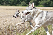 Wolfshunde von Anja Foto Grafia